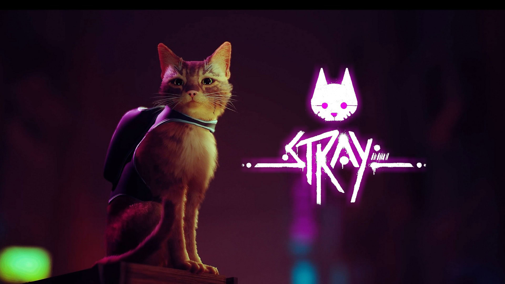 STRAY: Di notte tutti i gatti sono bigi