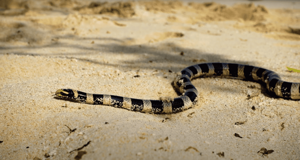Banded Sea Krait